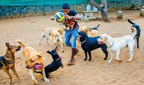 Not pawsed by the pandemic