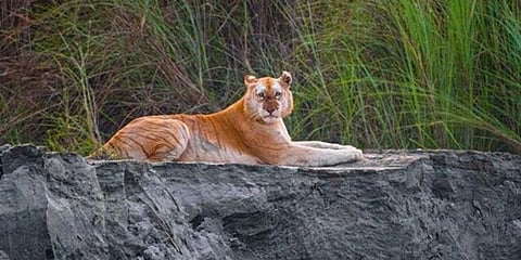 Kazi 106-F tiger (Photo| Twitter)