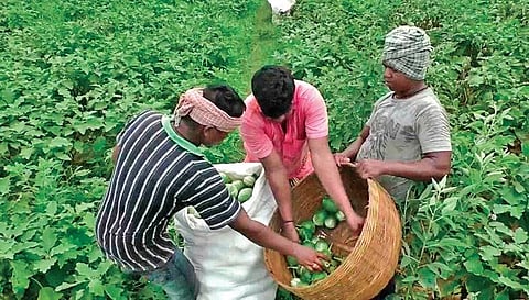 Farmers collecting brinjal from a farm in Sorada block of Ganjam district. (Photo| EPS)