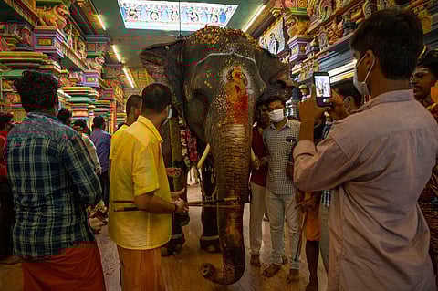 Devotees with the elephant Lakshmi which returned to the Manakula Vinayagar temple in Puducherry (Express Photo | G Pattabi Raman)