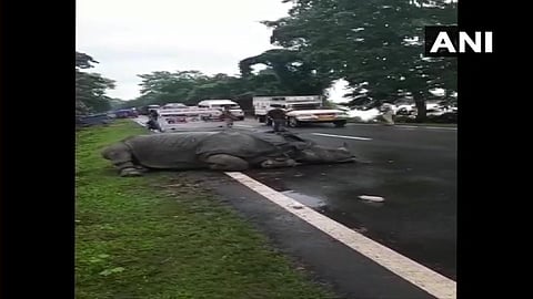The Rhino was found resting on National Highway. (Photo| ANI)