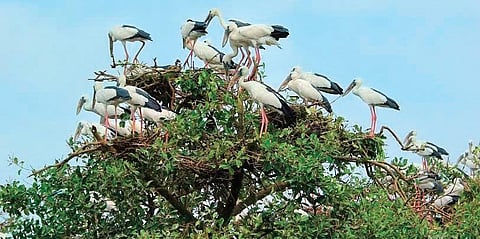 Resident birds on a tree in the mangrove forest of Bhitarkanika National Park I Express