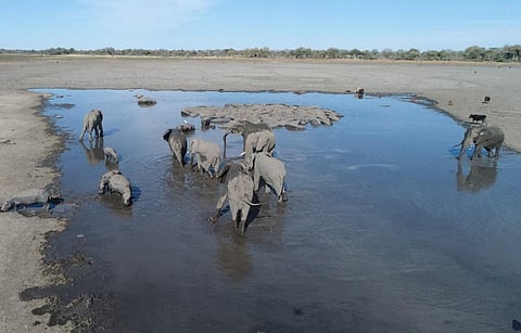 Elephants drink water in one of the dry channel of the wildlife reach Okavango Delta near the Nxaraga village in the outskirt of Maun, on 28 September 2019. (Photo | AFP)
