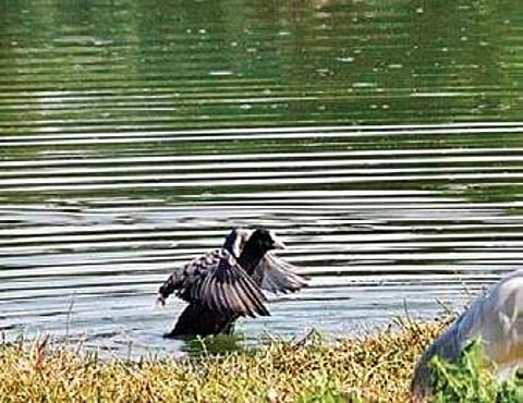 Karnataka HC stays Puttenahalli lake handover to BBMP