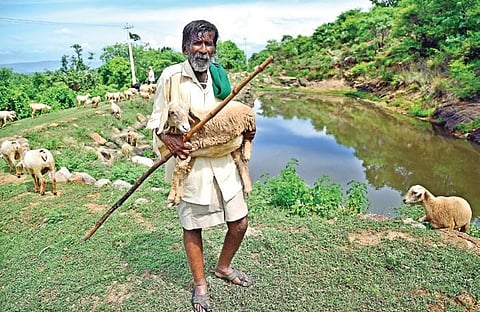 Kaamegowda, who built 16 ponds, with his sheep at Kundinibetta Hill | SHRIRAM BN