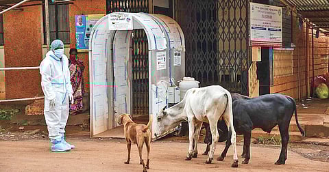 Stray cattle and a dog outside the Covid ward at BIMS, Belagavi, on Sunday | ASHISHKRISHNA HP