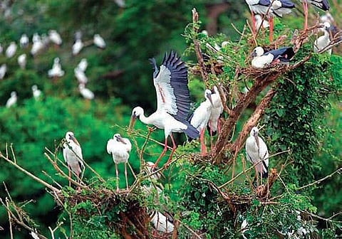 Cranes on a tree at Telukunchi village in Srikakulam district | EXPRESS