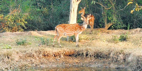 Representational Image. (Photo| EPS)