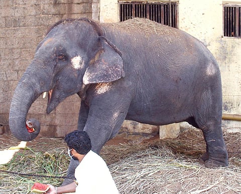 The female elephant Deivanai will be sent back to Assam soon