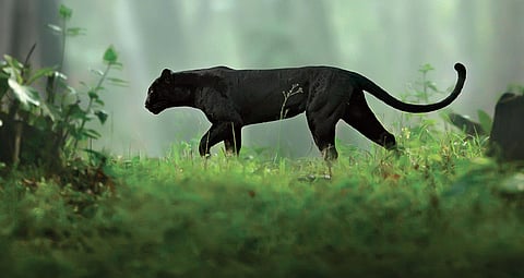 The beauty of a beast