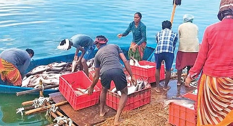 Fishermen unloading fish from a fishing boat at a harbour | Express