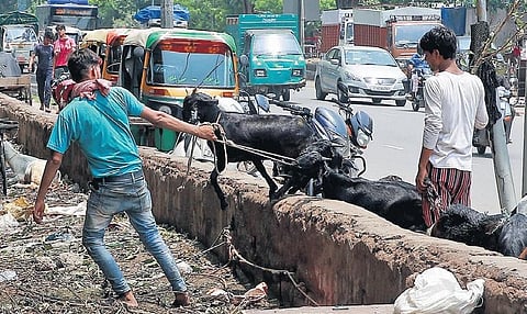 A trader taking his goats to the market ahead of Eid ul-Adha. (Photo | Shekhar Yadav, EPS)