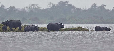 One-horned Rhinos take shelter on higher ground of a flooded Kaziranga National Park in Assam in 2023.