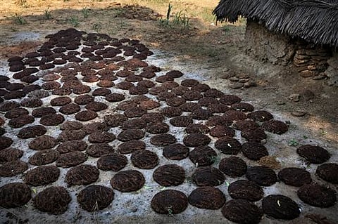 Cow dung cakes (File photo| AP)