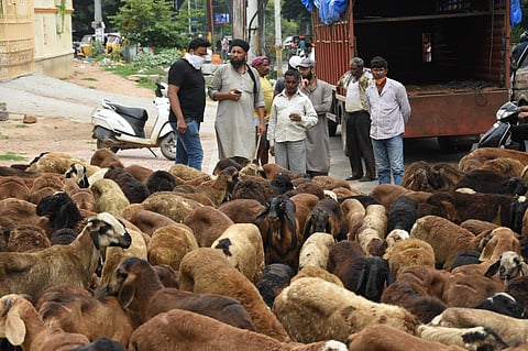 Goat sales go on in Hyderabad on Monday ahead of Bakrid (Photo | R V K Rao)