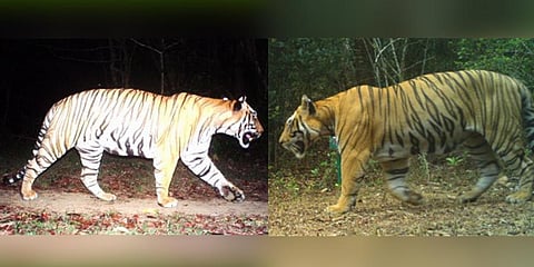 Tiger (T-31) photographed in Sahyadri Reserve in Maharashtra and Kali Reserve in Karnataka.