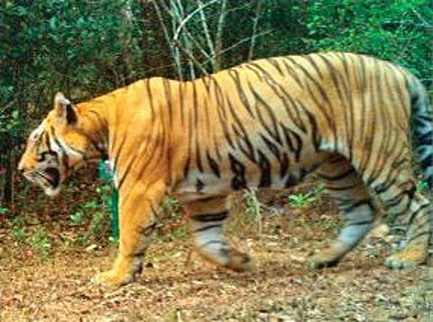 Tiger (T-31) photographed in Sahyadri Reserve in Maharashtra | EXPRESS