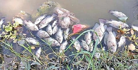 Dead fish floating in Kapil Zore creek in Paradip. (Photo| EPS)