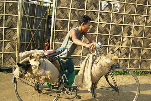The animal protection organisation said the trade of dog meat in Nagaland was utterly illegal and in complete violation of various laws such as the Indian Penal Code 1860. (Photo | EPS)