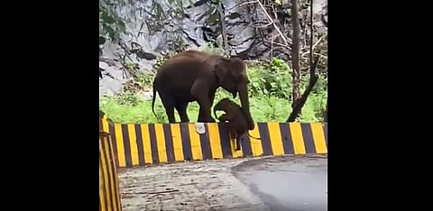 Baby elephant helped by mother climb a roadside barrier. (Photo | Twitter)