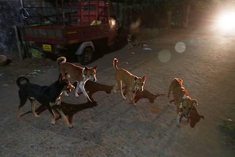 Dogs are regularly smuggled from Assam and West Bengal into Nagaland.