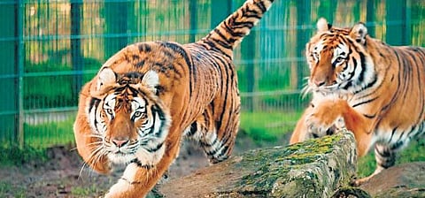 The Delhi zoo houses six white and two Royal Bengal Tigers. (Representational Image)