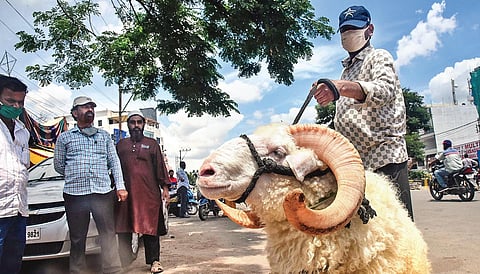 A sheep weighing roughly 70 kg and worth Rs 80,000 is displayed for sale ahead of Bakrid. (Photo| EPS/Vinay Madapu)