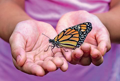 The garden of spiritual wisdom