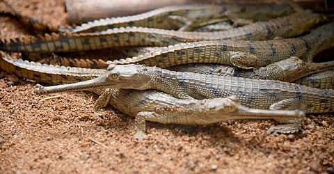 The newly hatched gharials (Express Photo | Martin Louis)