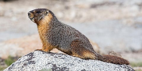 Marmot