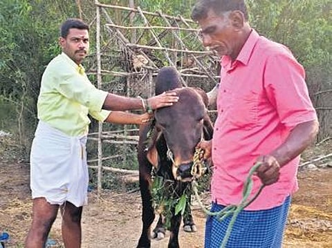 Stills from the farm