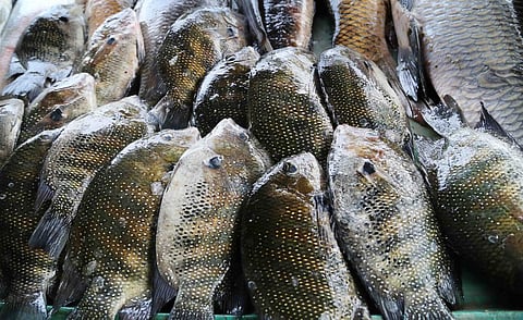Pearlspot fish, locally known as Karimeen in Kerala. (Photo | EPS)