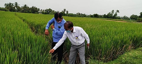 Image of field inspection used for representative purpose.