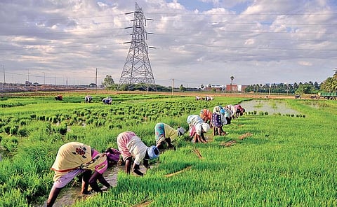 Hopes sprout as confluence of Cauvery, rain makes for a perfect samba jig