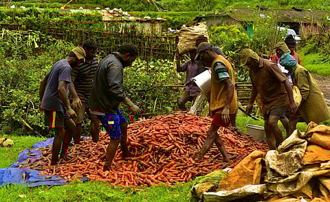 Tonnes of bush beans, carrots, cabbage and other vegetables have been destroyed in heavy rain that lashed the hill station. (Photo | Albin Mathew, EPS)