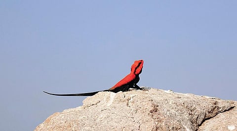 ‘How to get rid of lizard?’ is the fifth most searched ‘How to get’ term on Google from Telangana