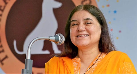 Former Union Minister Maneka Gandhi (File Photo | EPS)