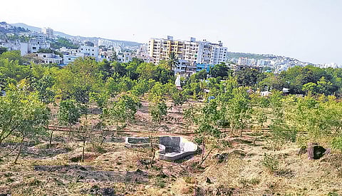 More than 1,000 people visit this newly developed urban forest near Pune every day | EXPRESS