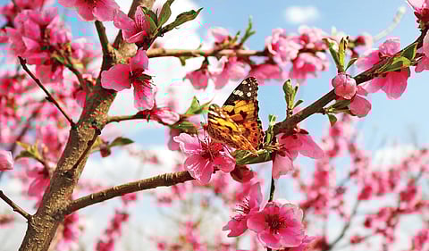 Simplicity is spiritual: Rid yourself of negative, unrequited emotions to lead content life