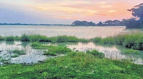 Entered India in 2018, Fall armyworms ravaged the maize fields across Telangana, Karnataka and Tamil Nadu. (File Photo | Express)