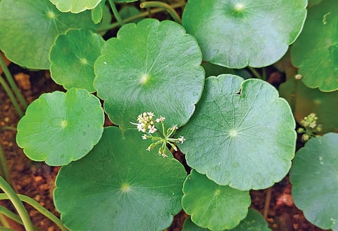 This therapeutic herb, known as a memory booster, an aphrodisiac and a health tonic that lowers blood pressure, reduces inflammation and improves concentration, among other things.