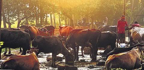 One farmer from Sulur says maintaining a milch cow costs a bomb.