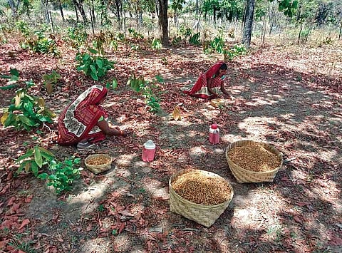 Amid the lockdown, government reached farmers’ doorstep and arranged purchasers to buy the flowers in bulk at a minimum support price (Photo | EPS)