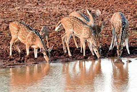 Forest dept plans relocation of deer to Bannerghatta park