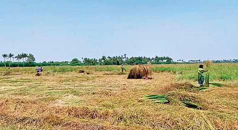 Farmers harvesting Korai grass in Musiri area near Tiruchy in April this year | Express