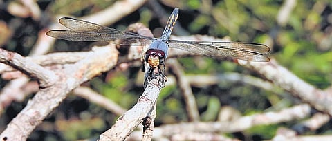 These were the perfect conditions for him to spot a dragonfly.