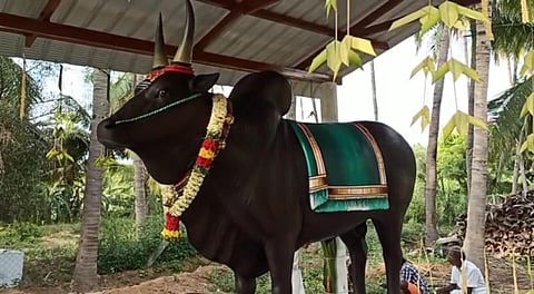 Kaaramkalai was a veteran of many a jallikattu contest. He attained the sobriquet of 'Othai Kombu Kalai' after losing one horn during a fight with another bull. (Photo | EPS)