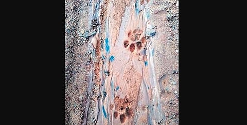 According to District Forest Officer, the pugmarks belong to a male tiger.