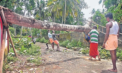 Local people removing a tree that got uprooted in the heavy rain and fell across the road blocking traffic near Perunguzhi railway station in Thiruvananthapuram on Thursday | B P Deepu