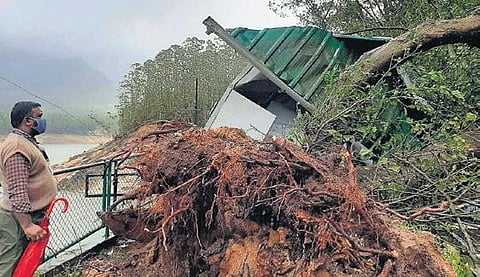 The tree that fell on the ticket counter of KSEB park in Mattuppetty, Idukki | Express
